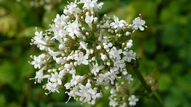 Valeriana (valeriana)